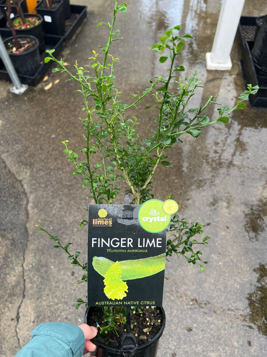 Finger Lime ‘Crystal’ (QLD only) - Ladybird Nursery