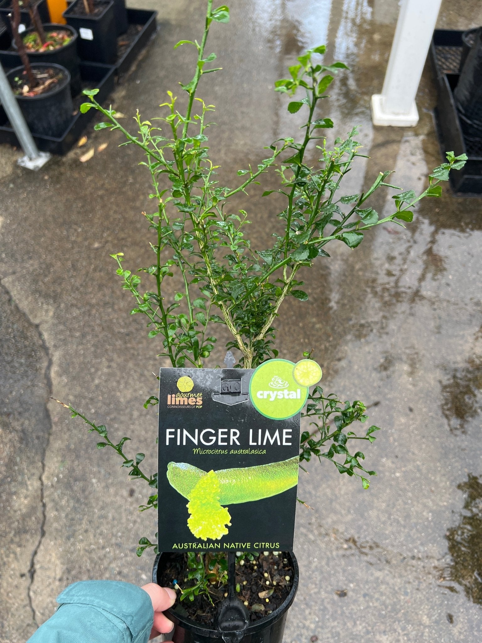 Finger Lime ‘Crystal’ (QLD only) - Ladybird Nursery