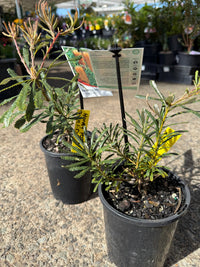 Dwarf Banksia 'Honey Pots' - Ladybird Nursery