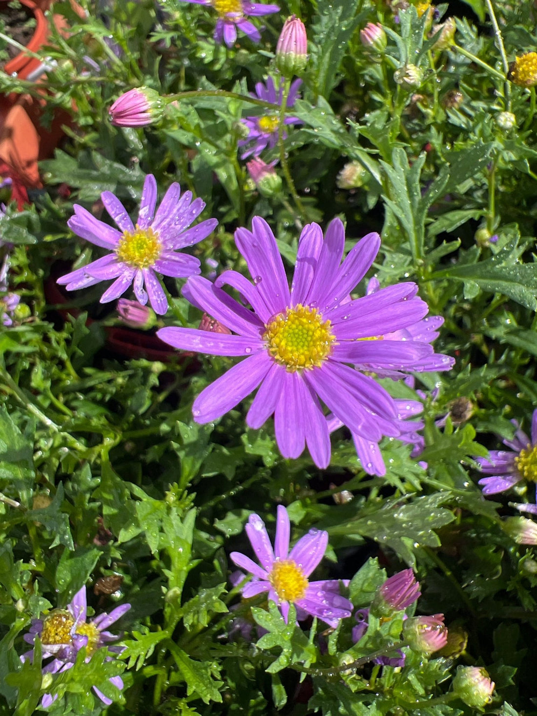 Swan River Daisy Brasco Violet (Brachyscome angustifolia) - Ladybird Nursery