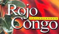 Philodendron 'Rojo Congo' - Advanced (PICKUP ONLY) - Ladybird Nursery