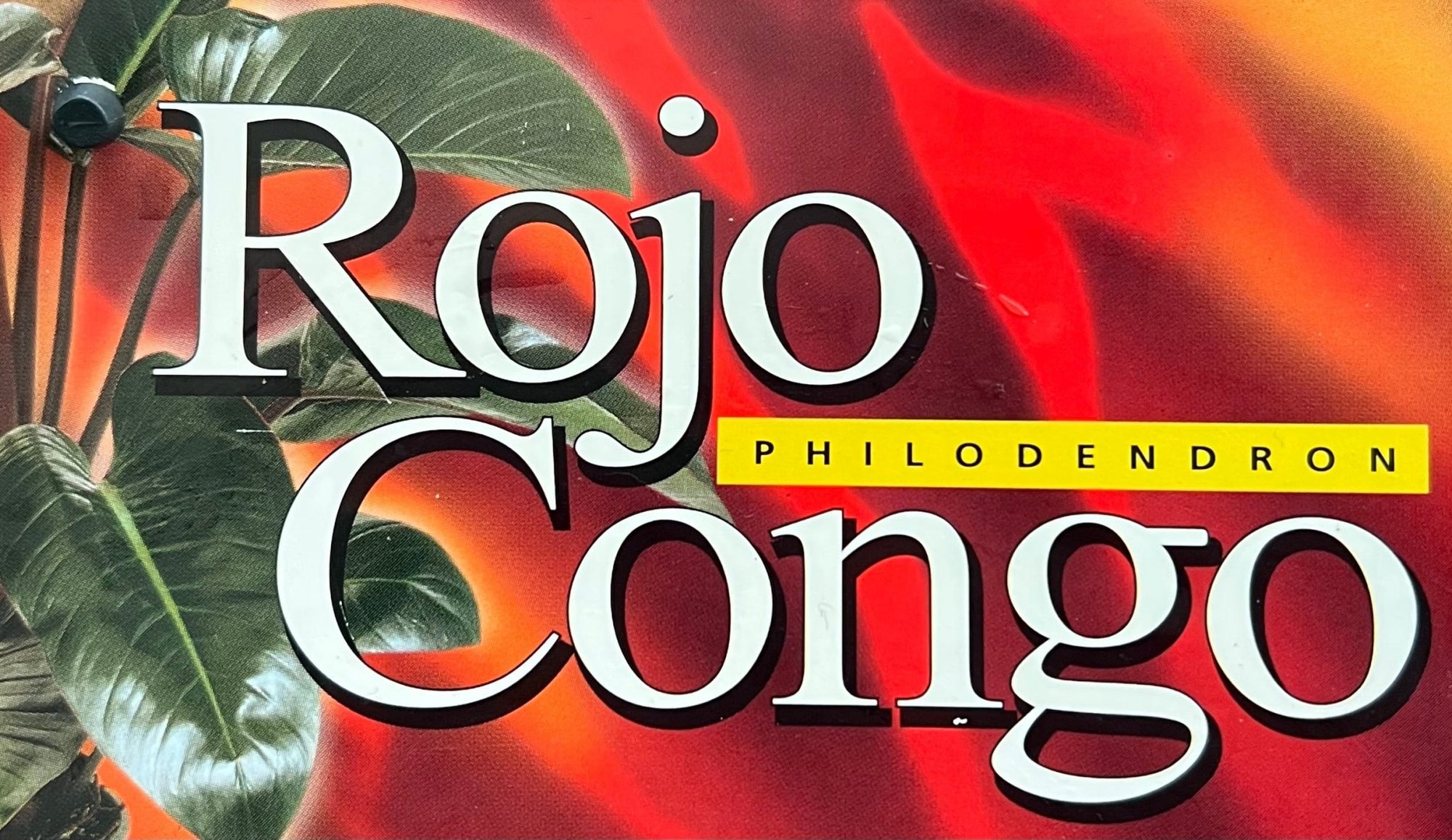 Philodendron 'Rojo Congo' - Advanced (PICKUP ONLY) - Ladybird Nursery