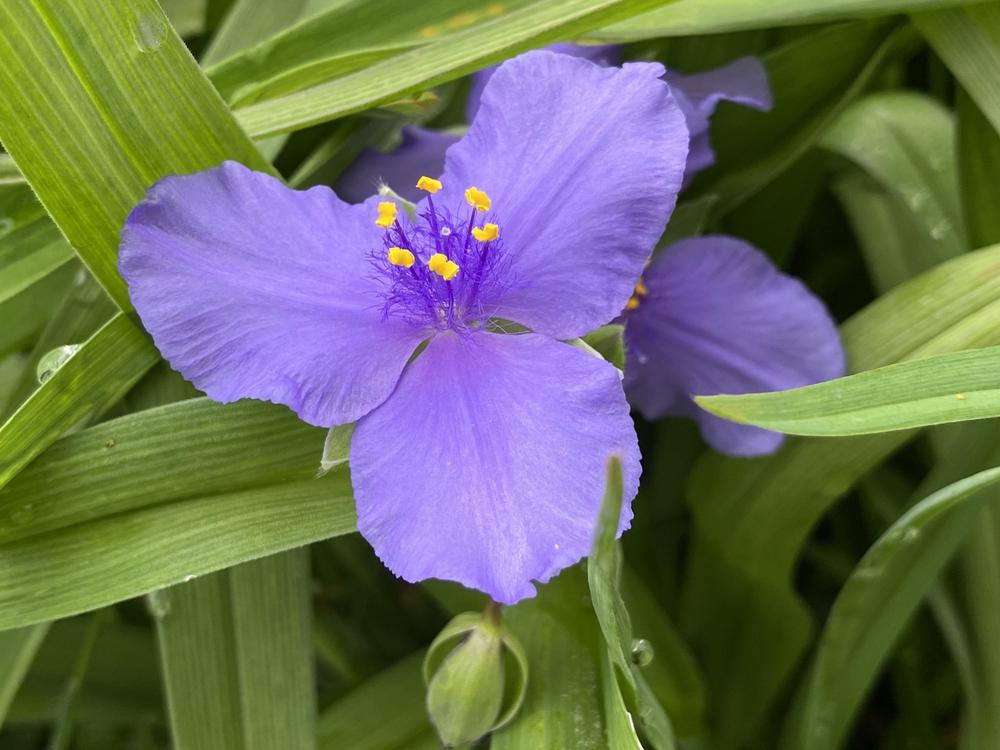 Spiderwort (Tradescantia minima) - Ladybird Nursery