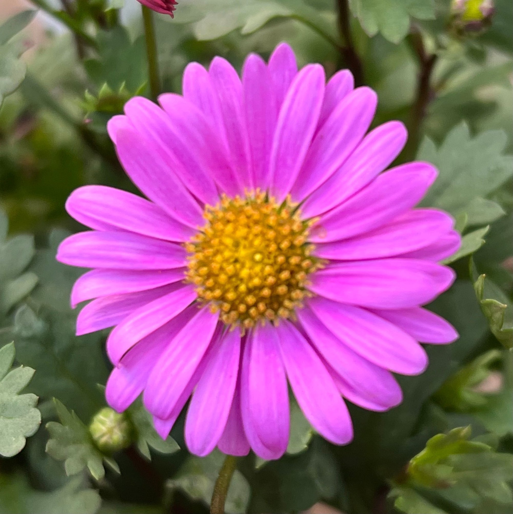 Swan River Daisy 'Fresco Candy' (Brachyscome) - Ladybird Nursery