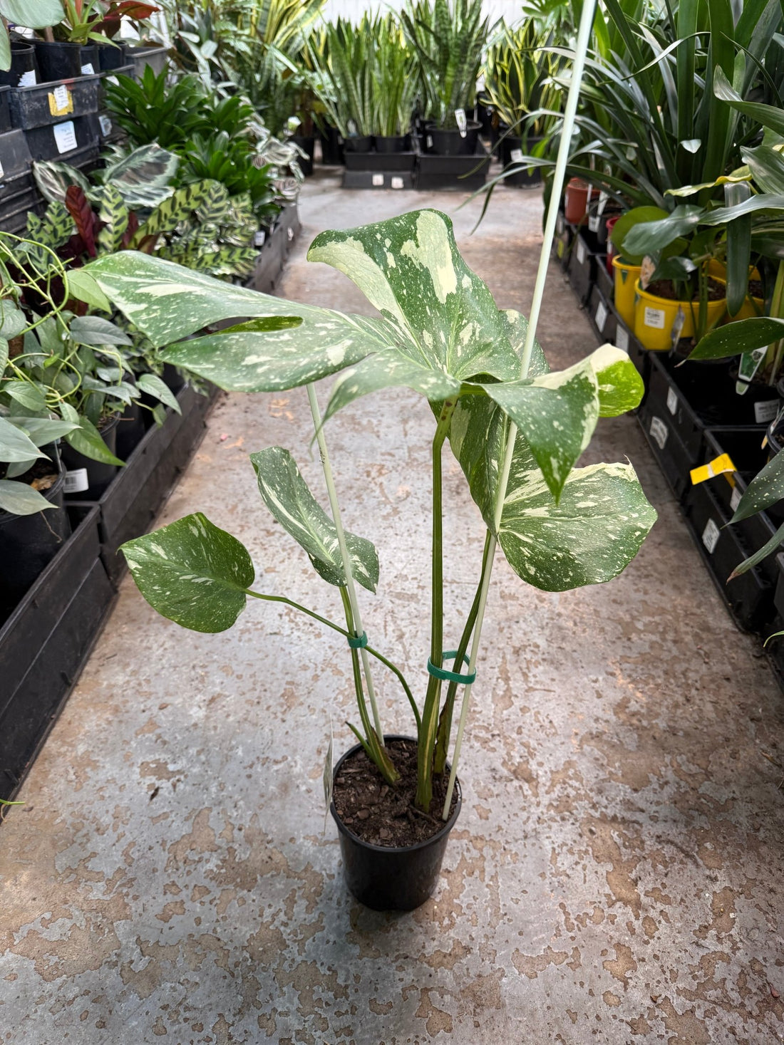 Monstera 'Thai Constellation' 140mm Pot - Ladybird Nursery