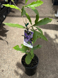 Purple Wreath (Petrea volubilis) Climbers - Ladybird Nursery