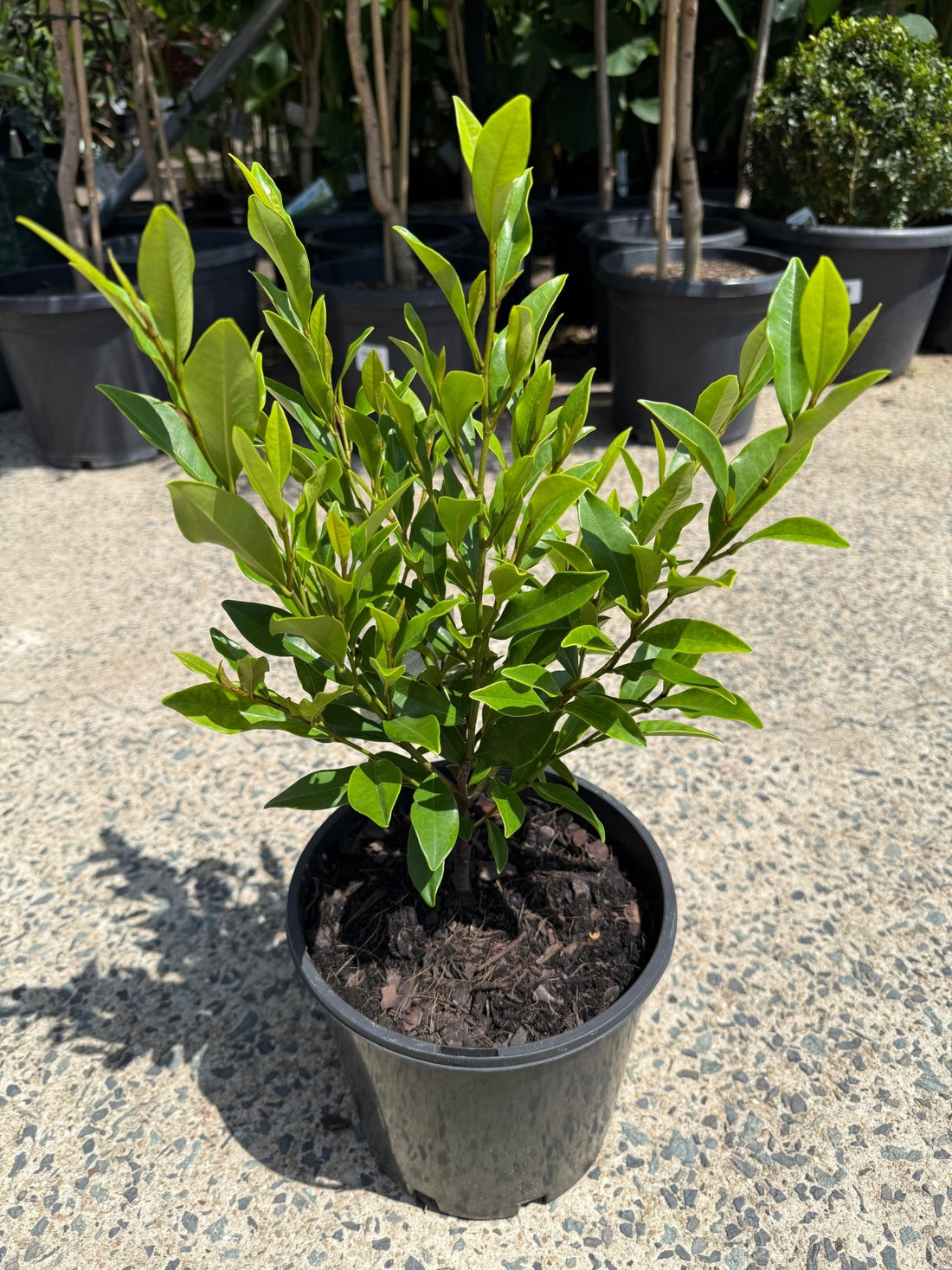 Port Wine Magnolia (Michelia figo) 200mm Pot - Ladybird Nursery