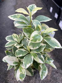 Yesterday, Today, and Tomorrow Compact Variegated (Brunfelsia compacta) - Ladybird Nursery