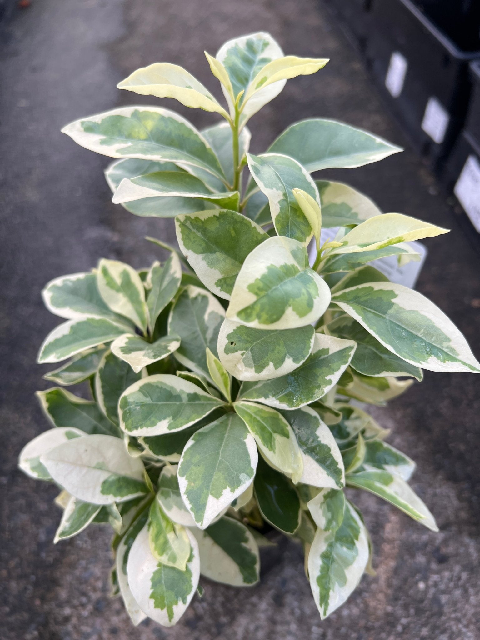 Yesterday, Today, and Tomorrow Compact Variegated (Brunfelsia compacta) - Ladybird Nursery