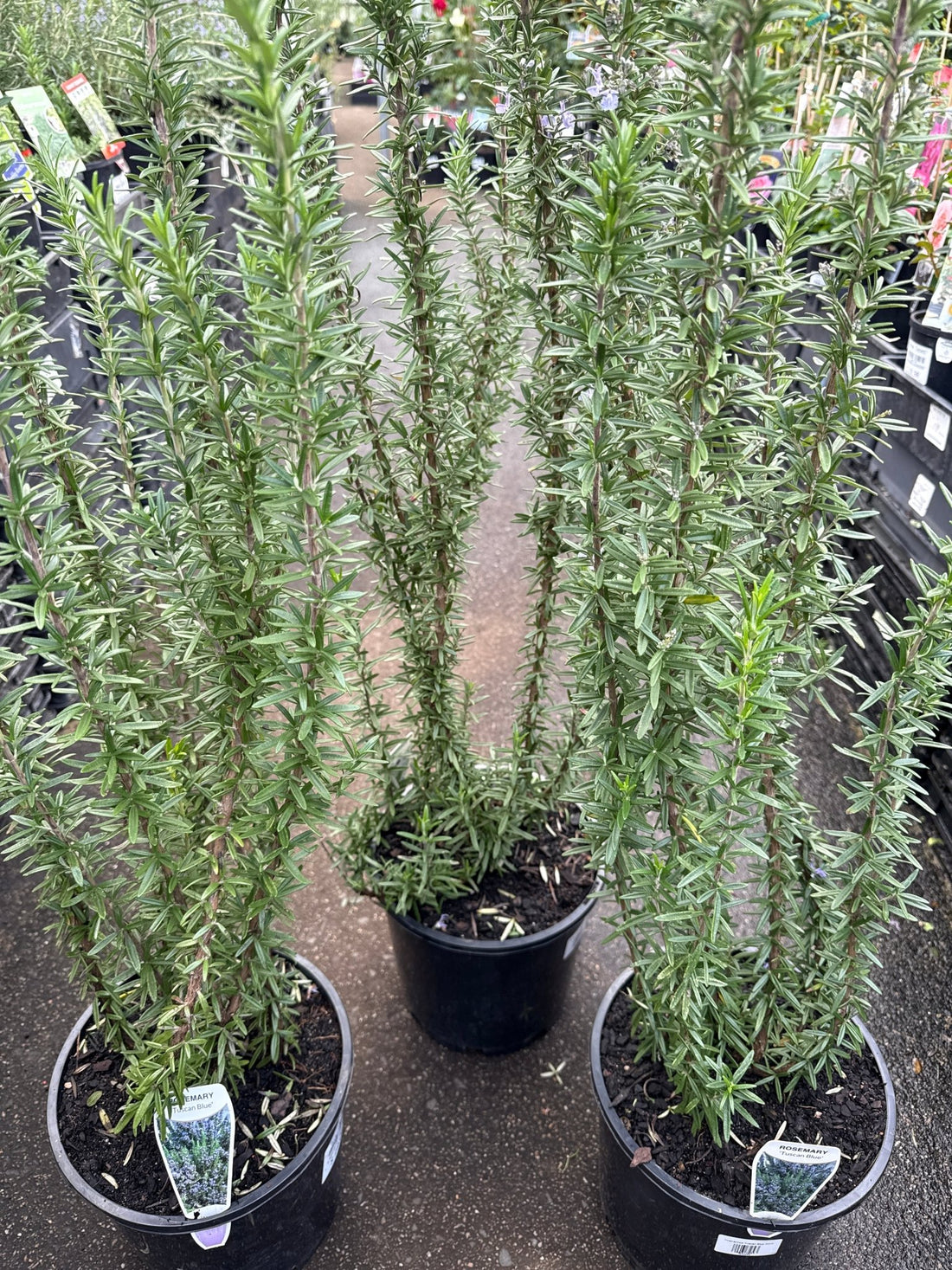 Rosemary 'Tuscan Blue' - Large - Ladybird Nursery