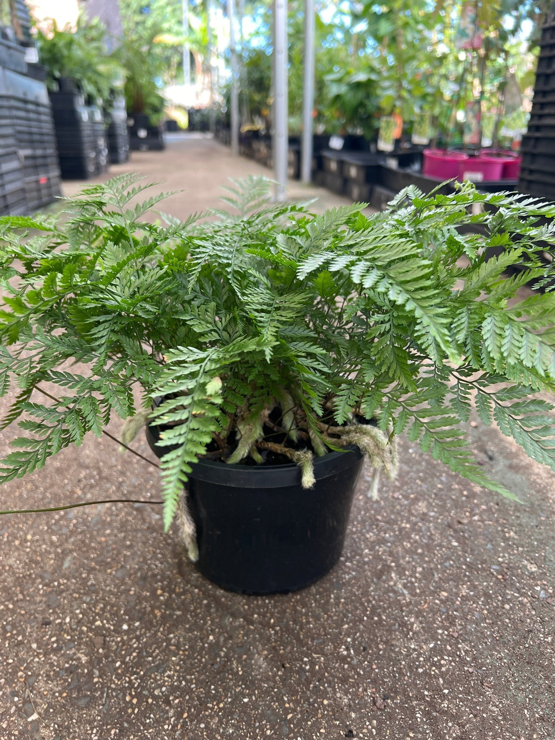 Silver Hare's Foot Fern (Humata) - Ladybird Nursery