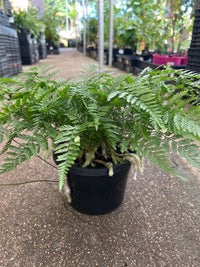 Silver Hare's Foot Fern (Humata) - Ladybird Nursery