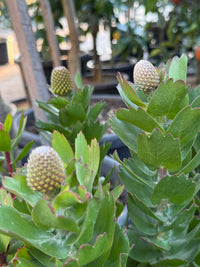Leucospermum 'Carnival Copper' - Ladybird Nursery