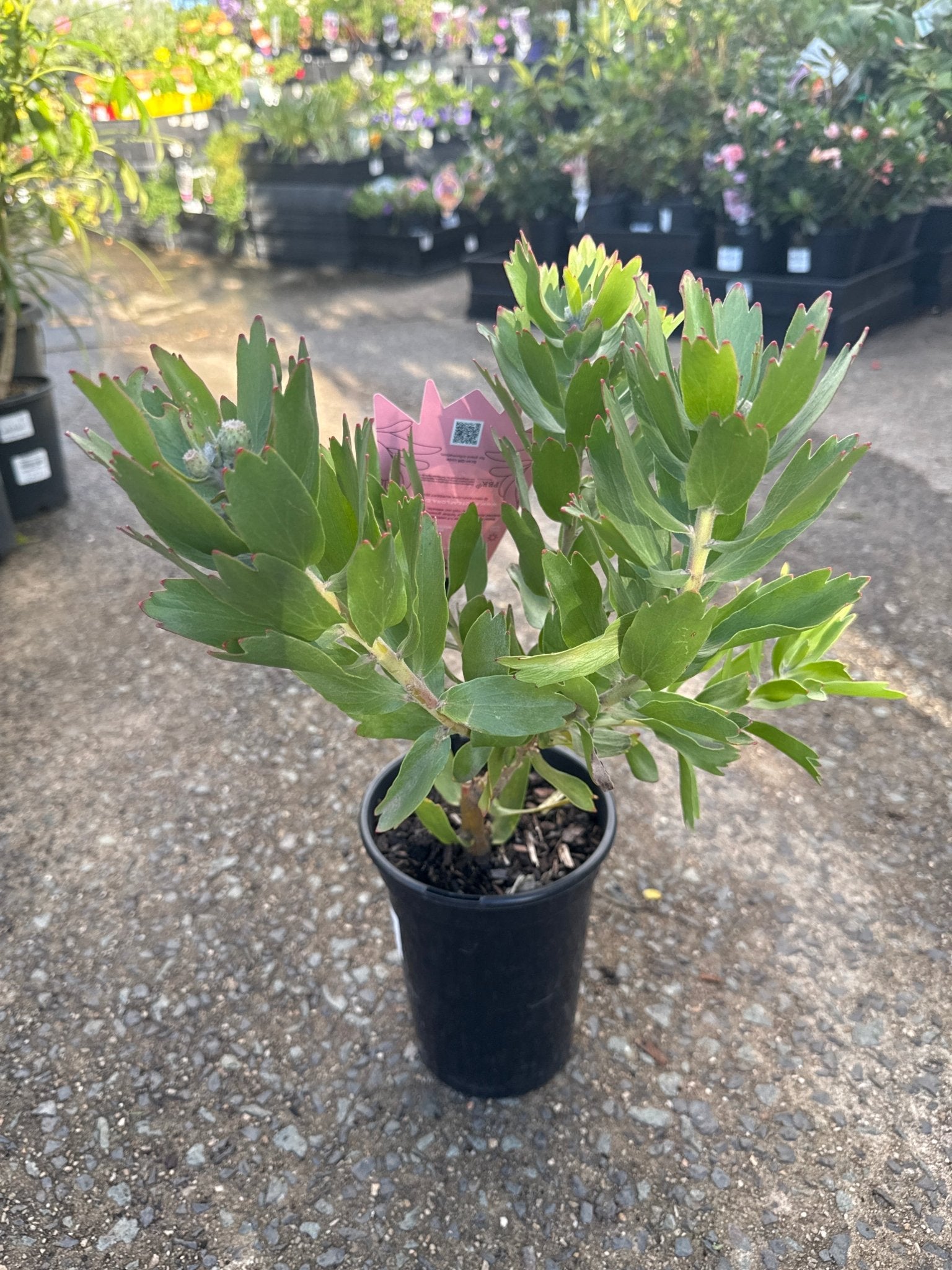 Leucospermum 'Carnival Crimson' - Ladybird Nursery