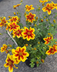 Bidens ferulifolia 'Bidy Boom Red Eye' - Ladybird Nursery