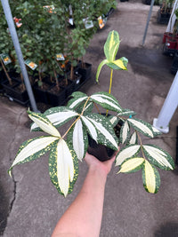 Dracaena ‘Milky Way’ (Dracaena surculosa) - Ladybird Nursery