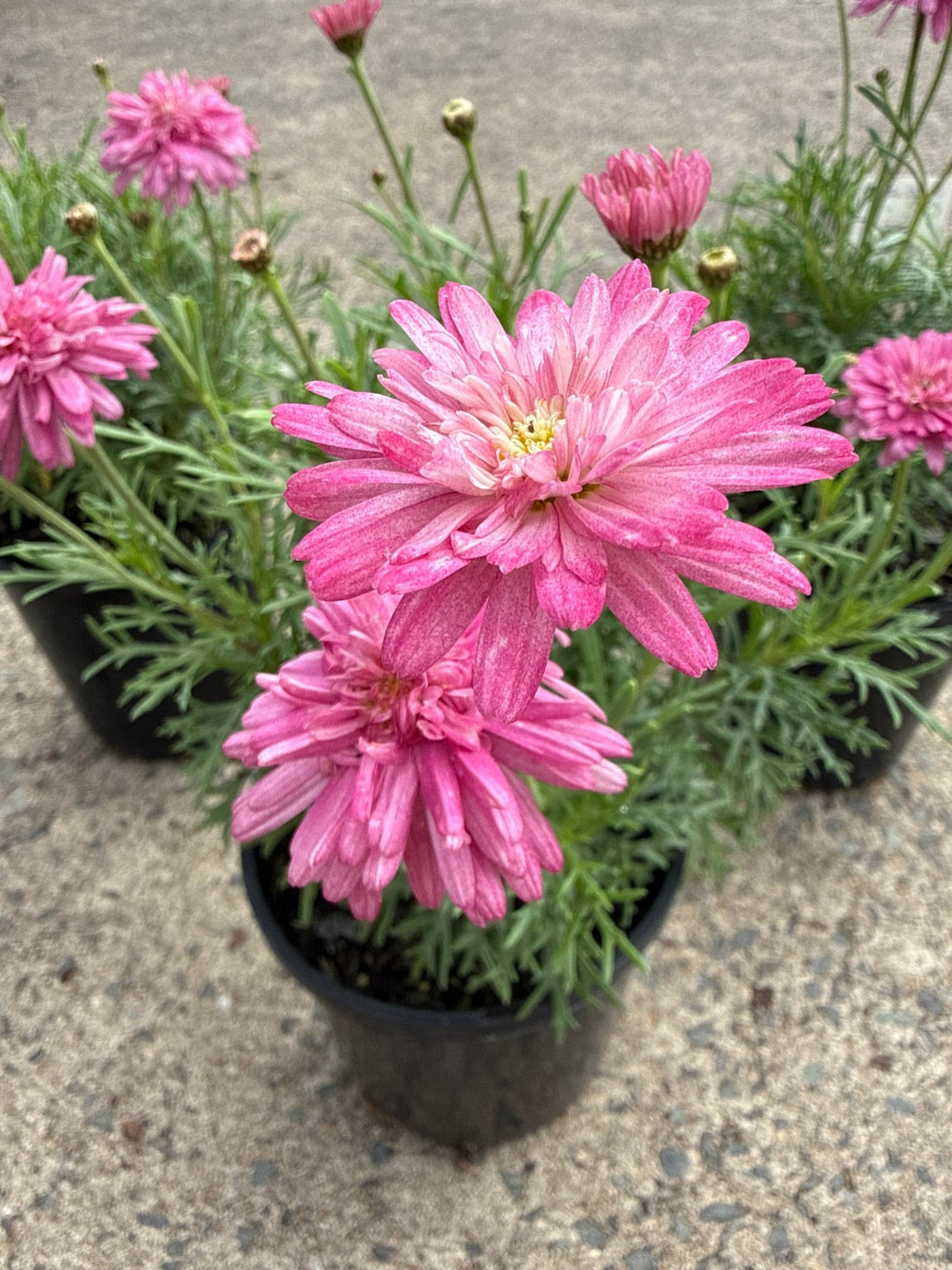 Daisy 'Strawberry Shortcake' (Argyranthemum)