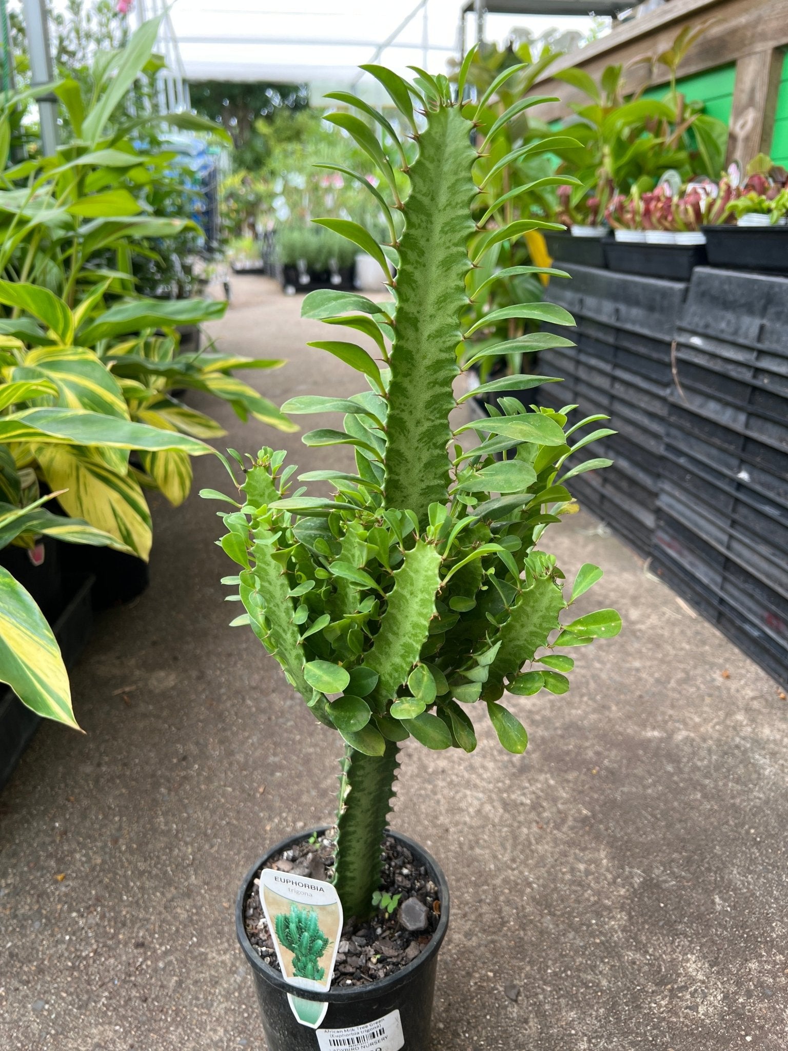 African Milk Tree ‘Green’ (Euphorbia trigona) - Ladybird Nursery