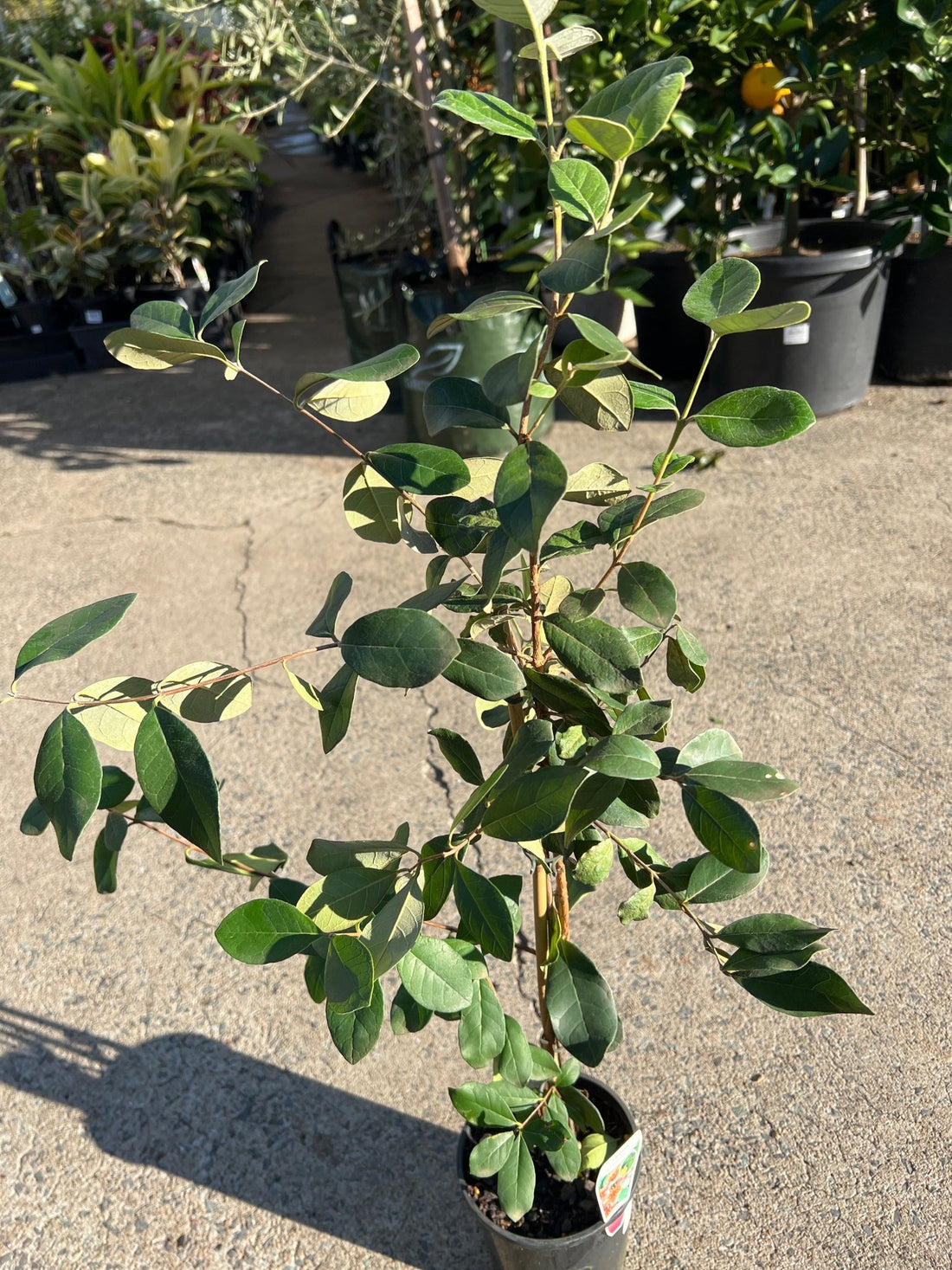 Pineapple Guava (Feijoa sellowiana) - Ladybird Nursery