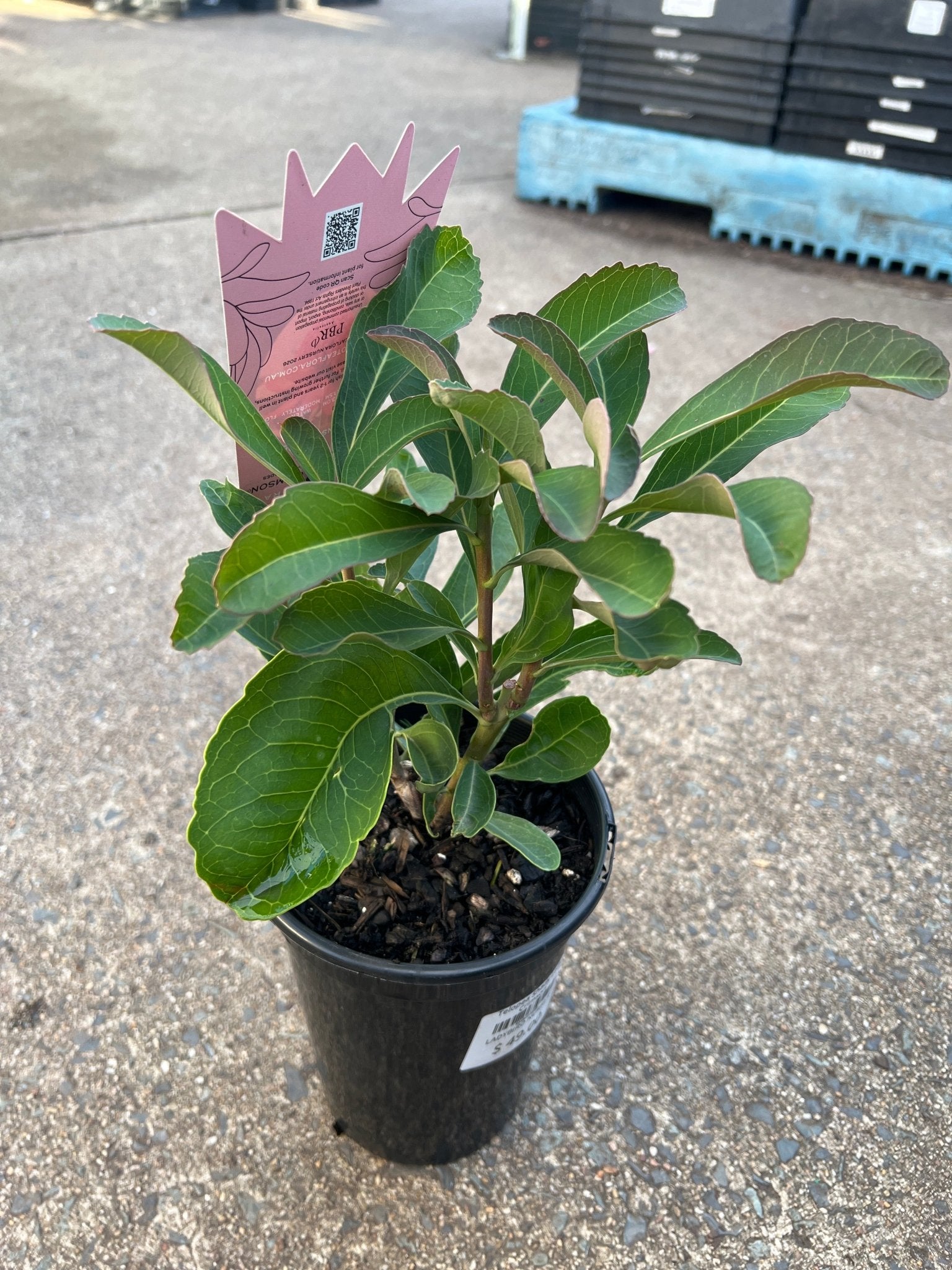 Telopea 'Shady Lady Crimson' - Ladybird Nursery