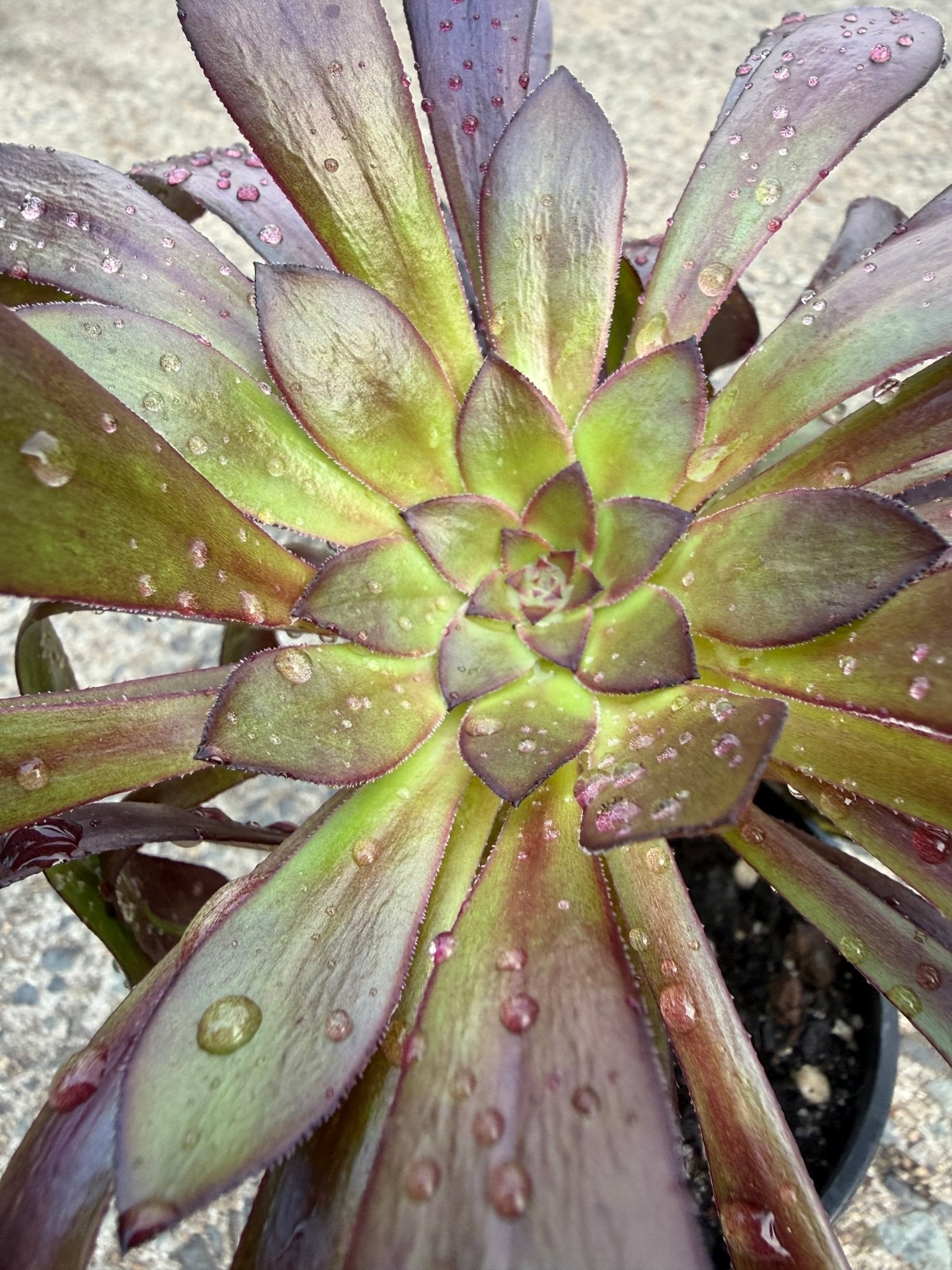 Black Rose (Aeonium atropurpureum arboreum v Schwarzkopf) - Ladybird Nursery