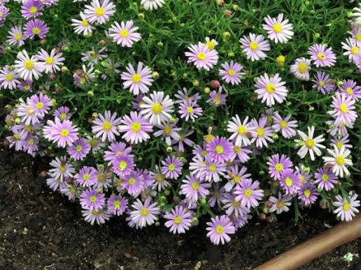 Swan River Daisy 'Mauve Mystery' (Brachyscome multifida) - Ladybird Nursery