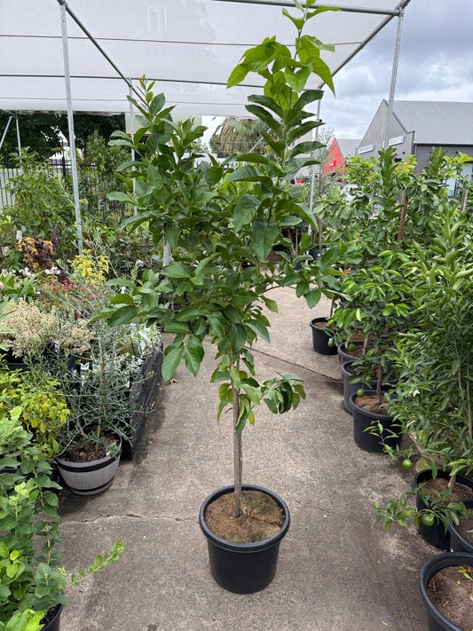 Advanced Lemon 'Eureka Seedless' 400mm/45Ltr Pot (PICK UP ONLY) - Ladybird Nursery