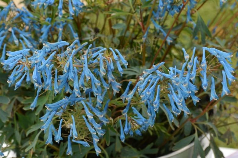 Corydalis Porcelain Blue (Corydalis flexuosa) - Ladybird Nursery