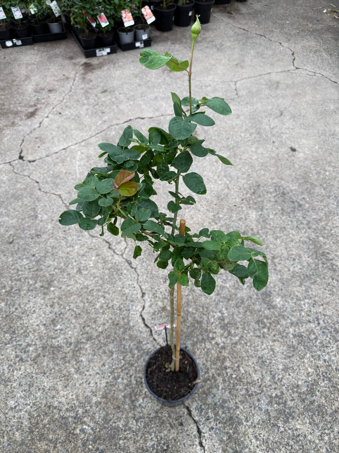 Rose 'Perfume Delight' - 3ft Standard (PICKUP ONLY) - Ladybird Nursery