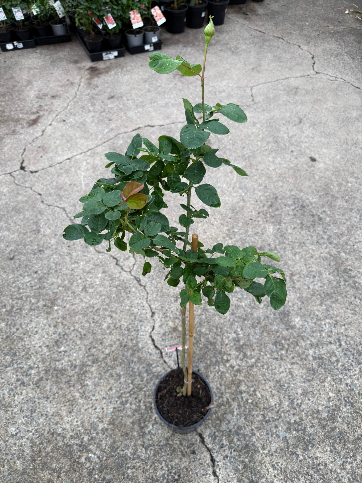 Rose 'Perfume Delight' - 3ft Standard (PICKUP ONLY) - Ladybird Nursery