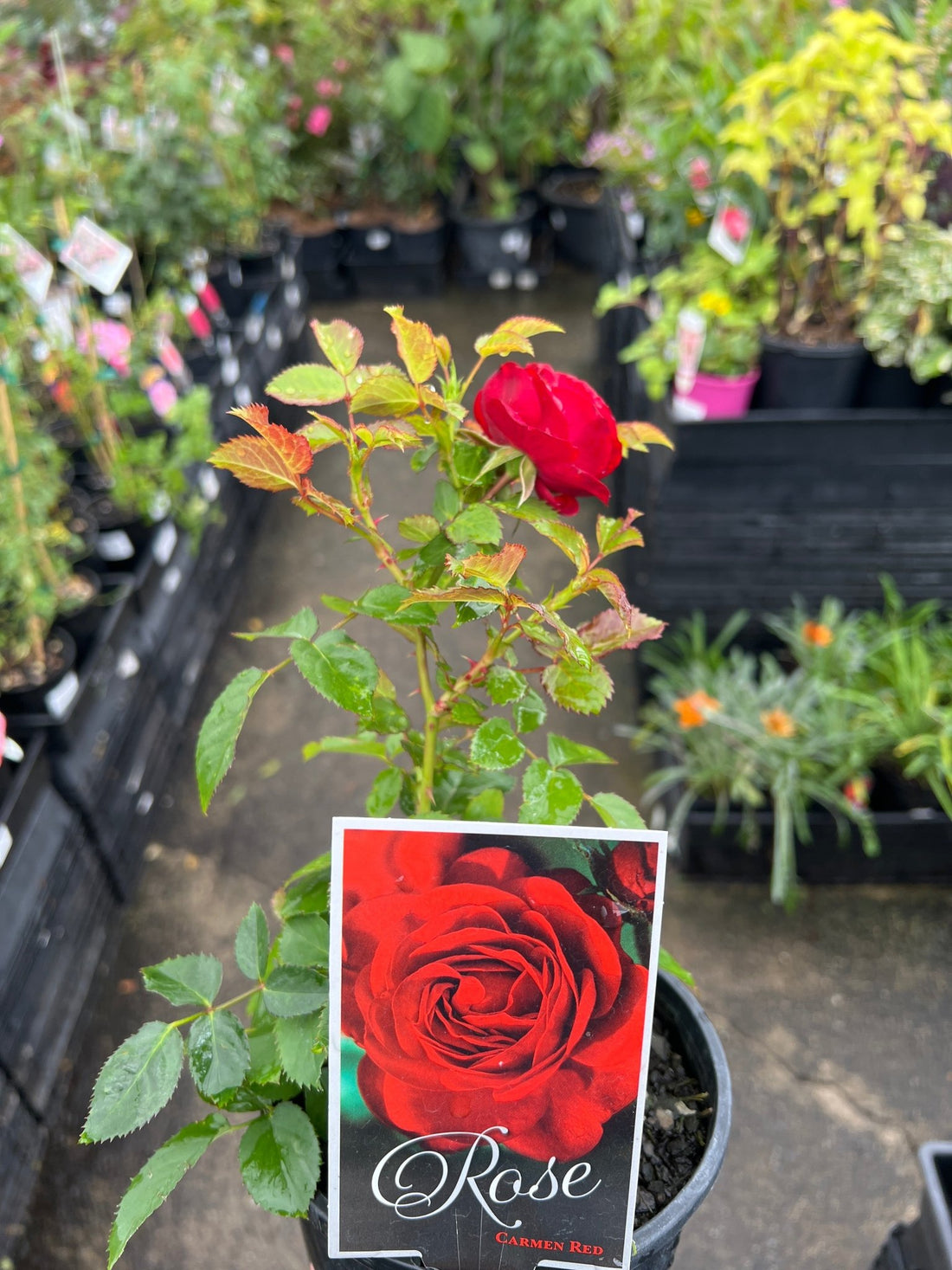 Rosa Terrazza® ‘Carmen Red’ - Ladybird Nursery