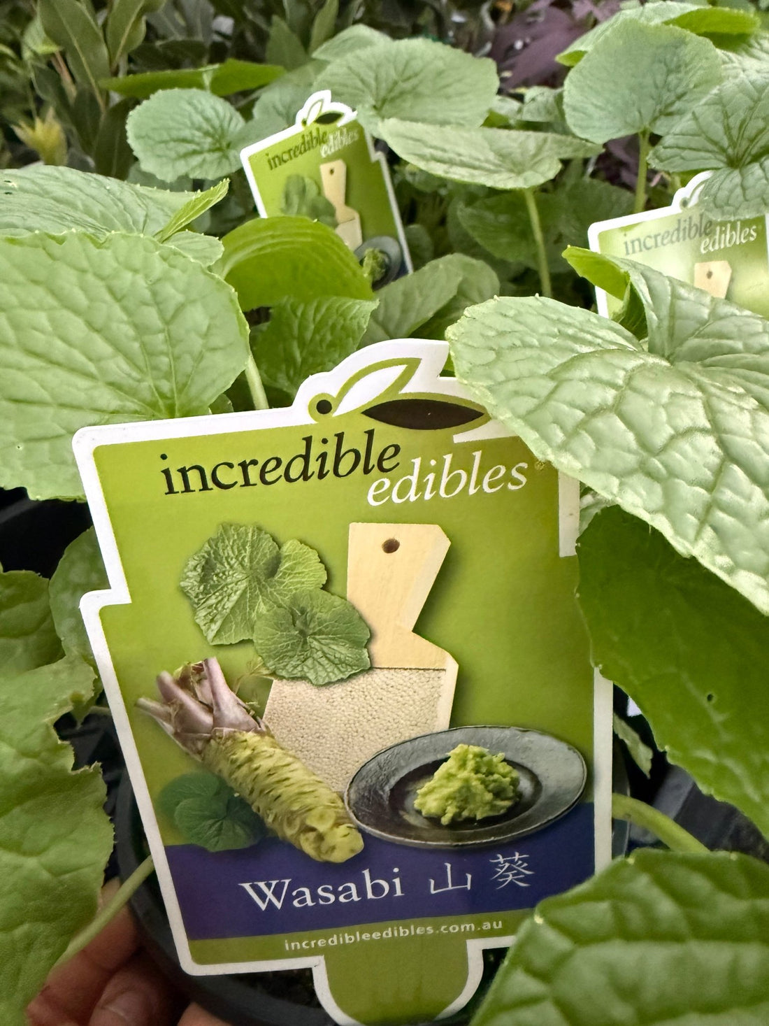 Wasabi 'Green Thumb' (Wasabia japonica) - Ladybird Nursery