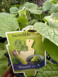 Wasabi 'Green Thumb' (Wasabia japonica) - Ladybird Nursery