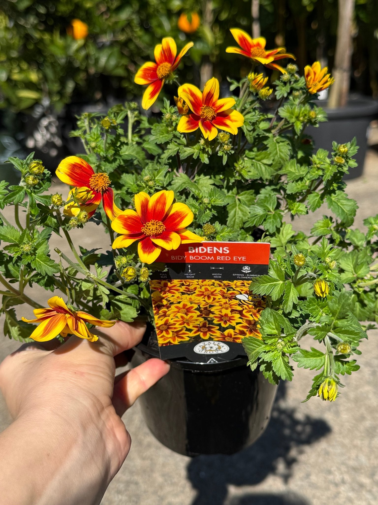 Bidens ferulifolia 'Bidy Boom Red Eye' - Ladybird Nursery
