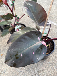 Philodendron 'Pink Princess' - Large - Ladybird Nursery