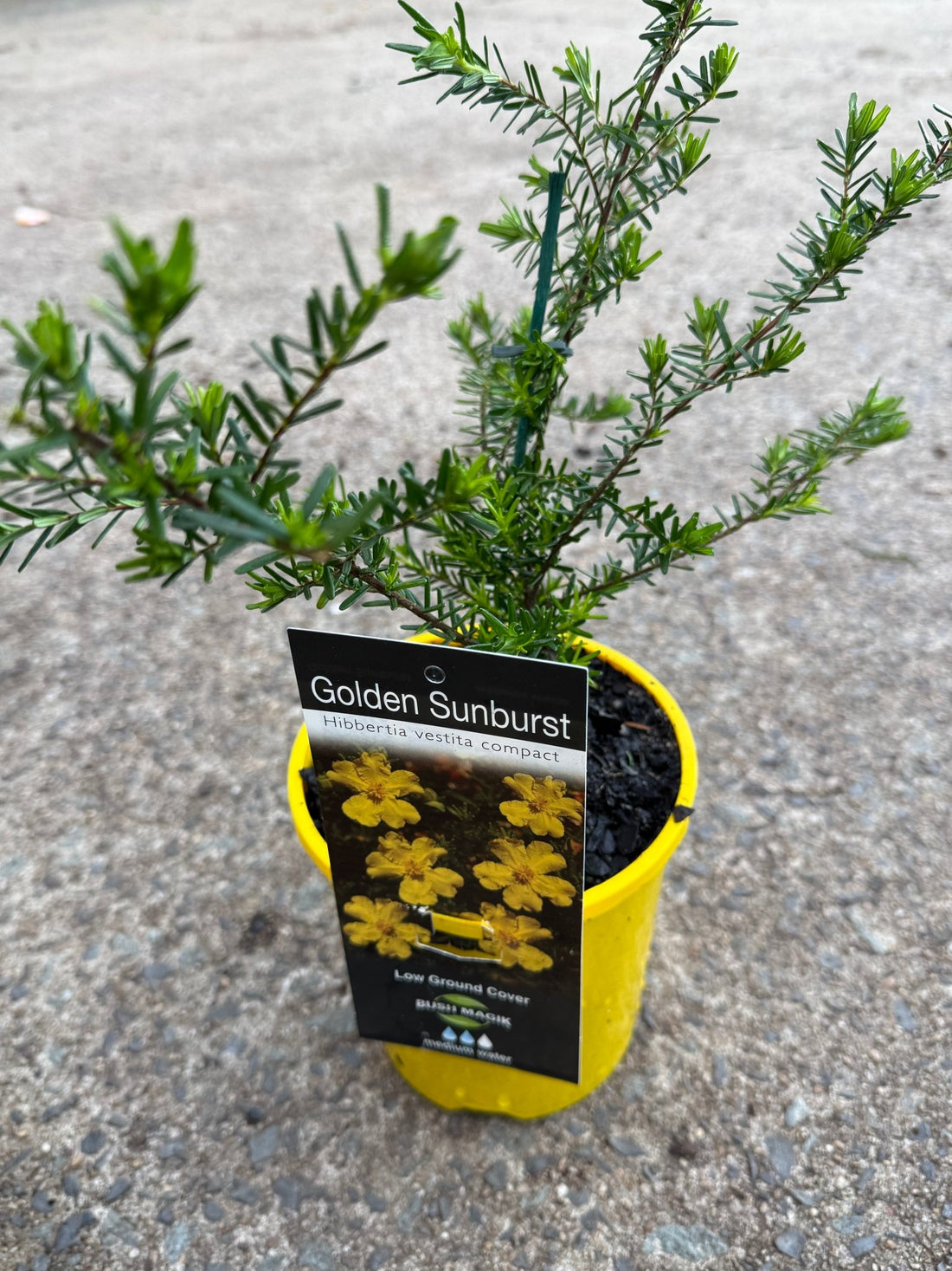Hibbertia 'Golden Sunburst' - Ladybird Nursery