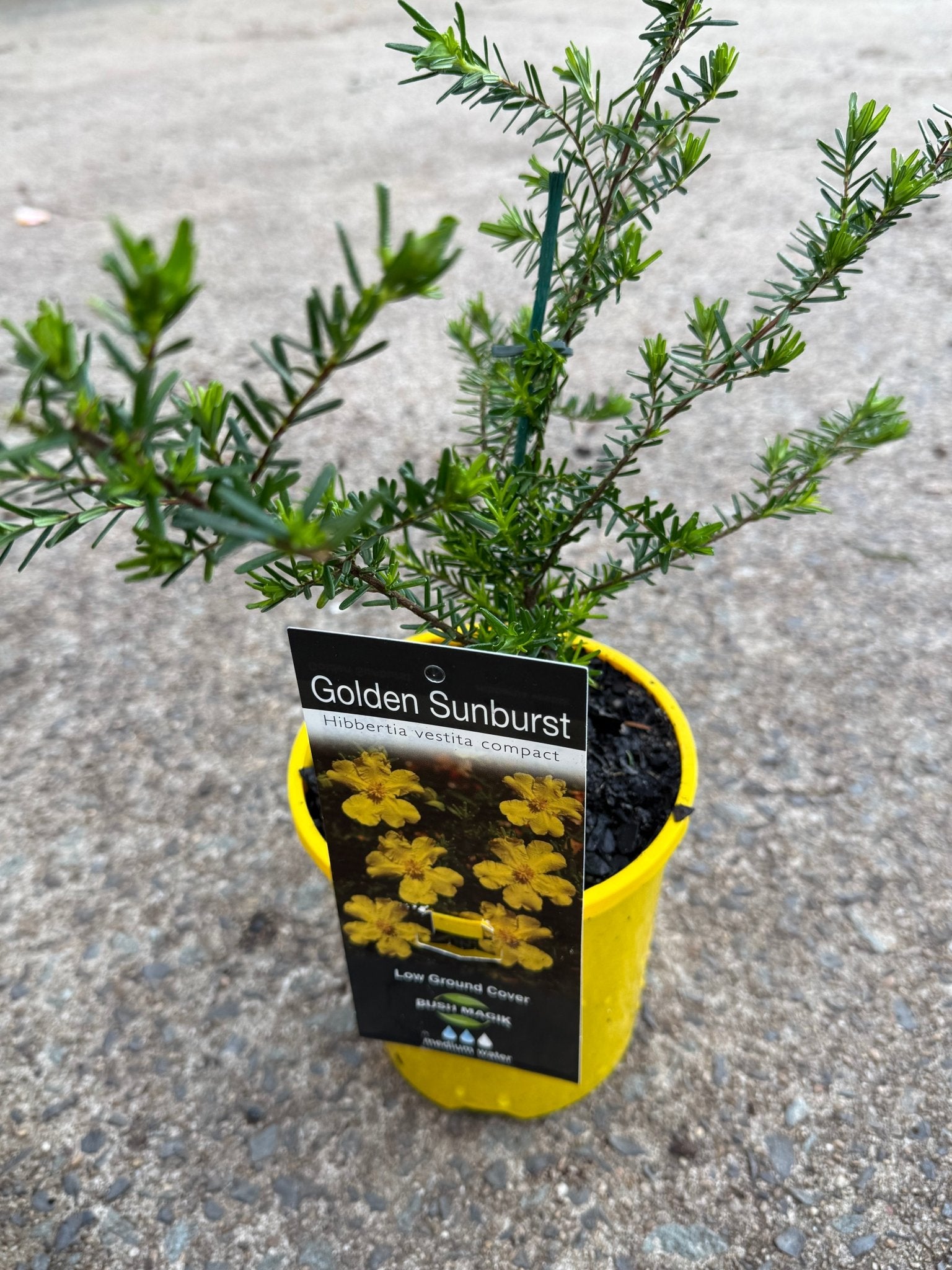 Hibbertia 'Golden Sunburst' - Ladybird Nursery