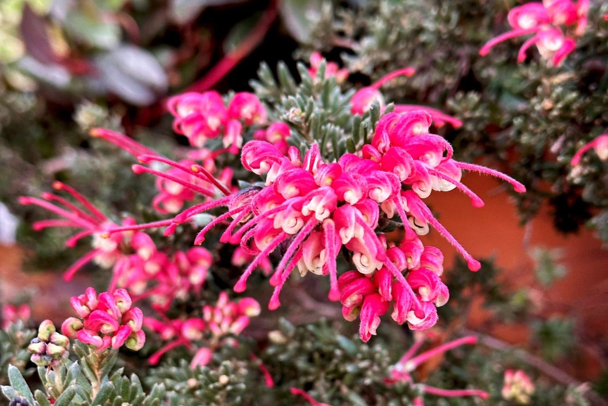 Grevillea 'Strawberry Smoothie' - Ladybird Nursery