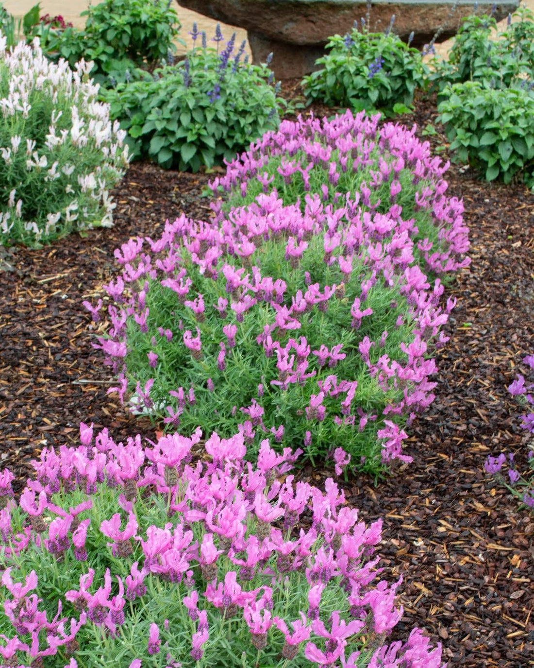 Lavender - Fairy Wings Radiance (Lavandula pedunculata) - Ladybird Nursery