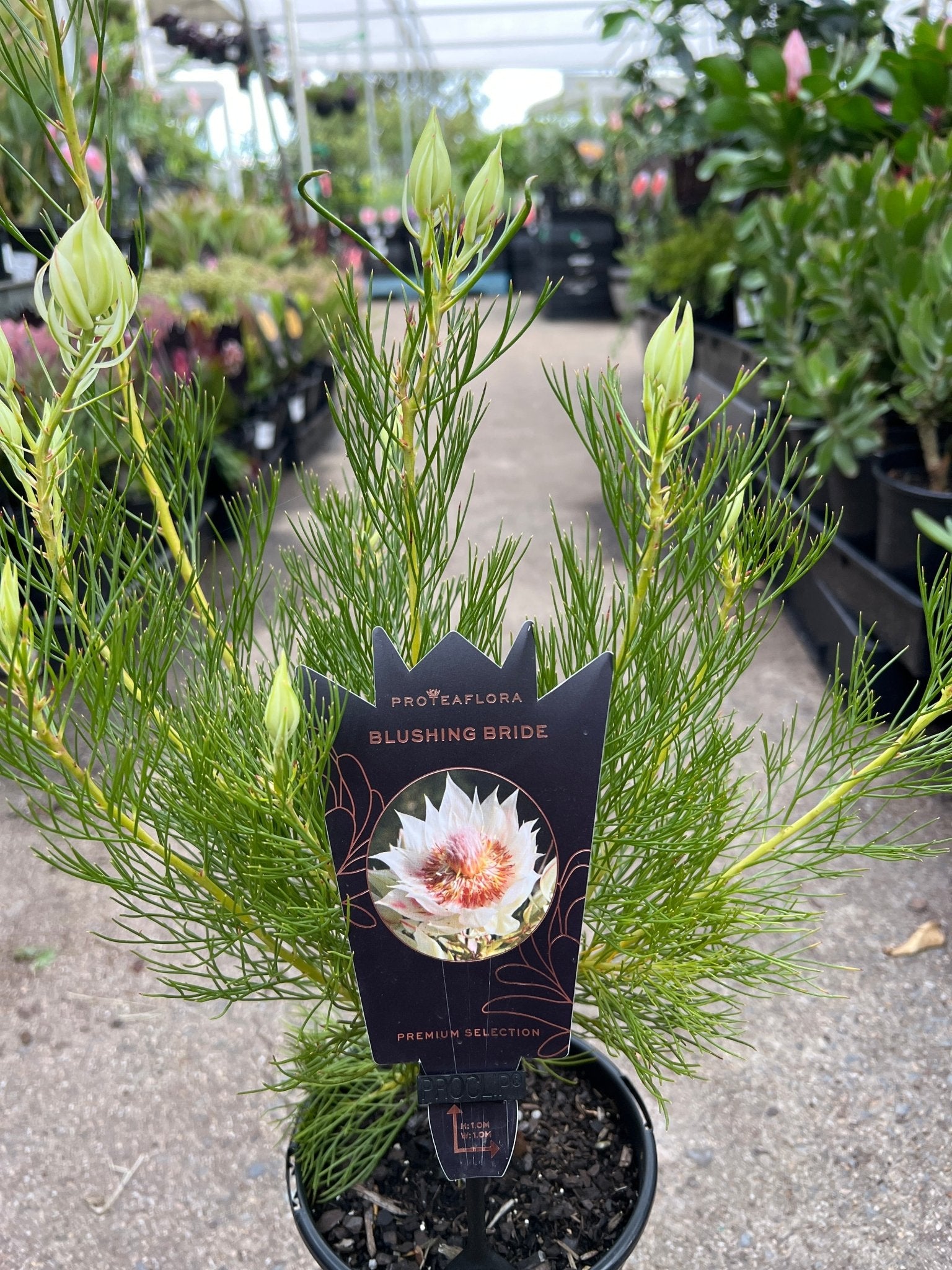 Serruria florida 'Blushing Bride' - Ladybird Nursery
