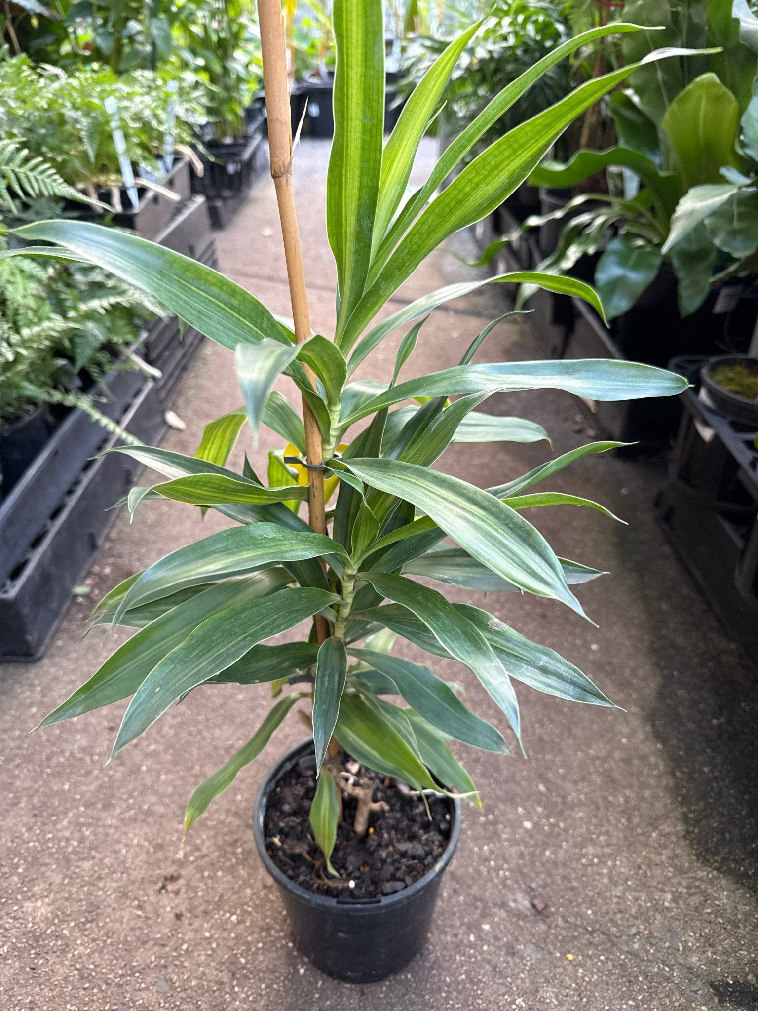Dracaena 'Malay Stripe' (Pleomele) - Ladybird Nursery