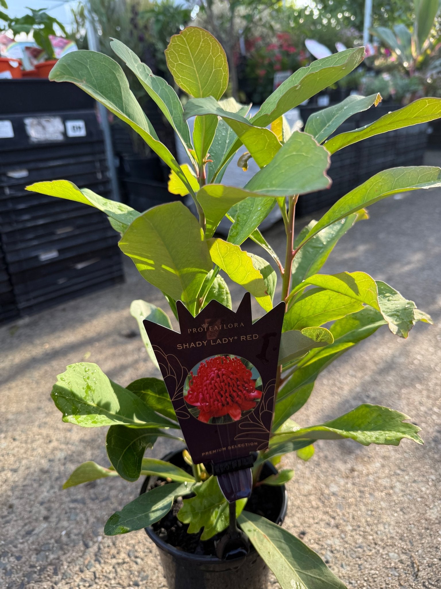 Waratah 'Shady Lady' (Telopea) - Ladybird Nursery