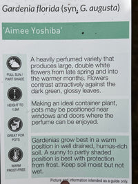 Gardenia 'Aimee Yoshiba' (Gardenia augusta) - Ladybird Nursery