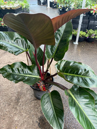 Philodendron 'Rojo Congo' - Advanced (PICKUP ONLY) - Ladybird Nursery