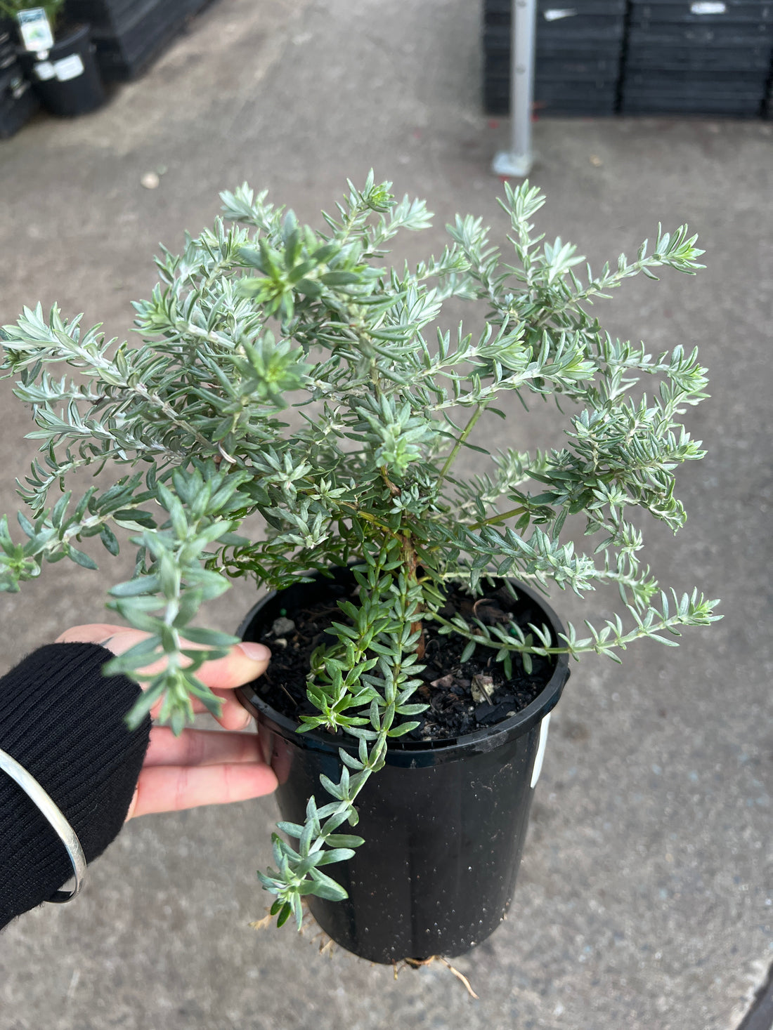 Coastal Rosemary 'Bulli Coastal Creeper' (Westringia)