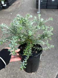 Coastal Rosemary 'Bulli Coastal Creeper' (Westringia)