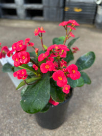 Euphorbia Somona 'Gabriella Red' - Ladybird Nursery
