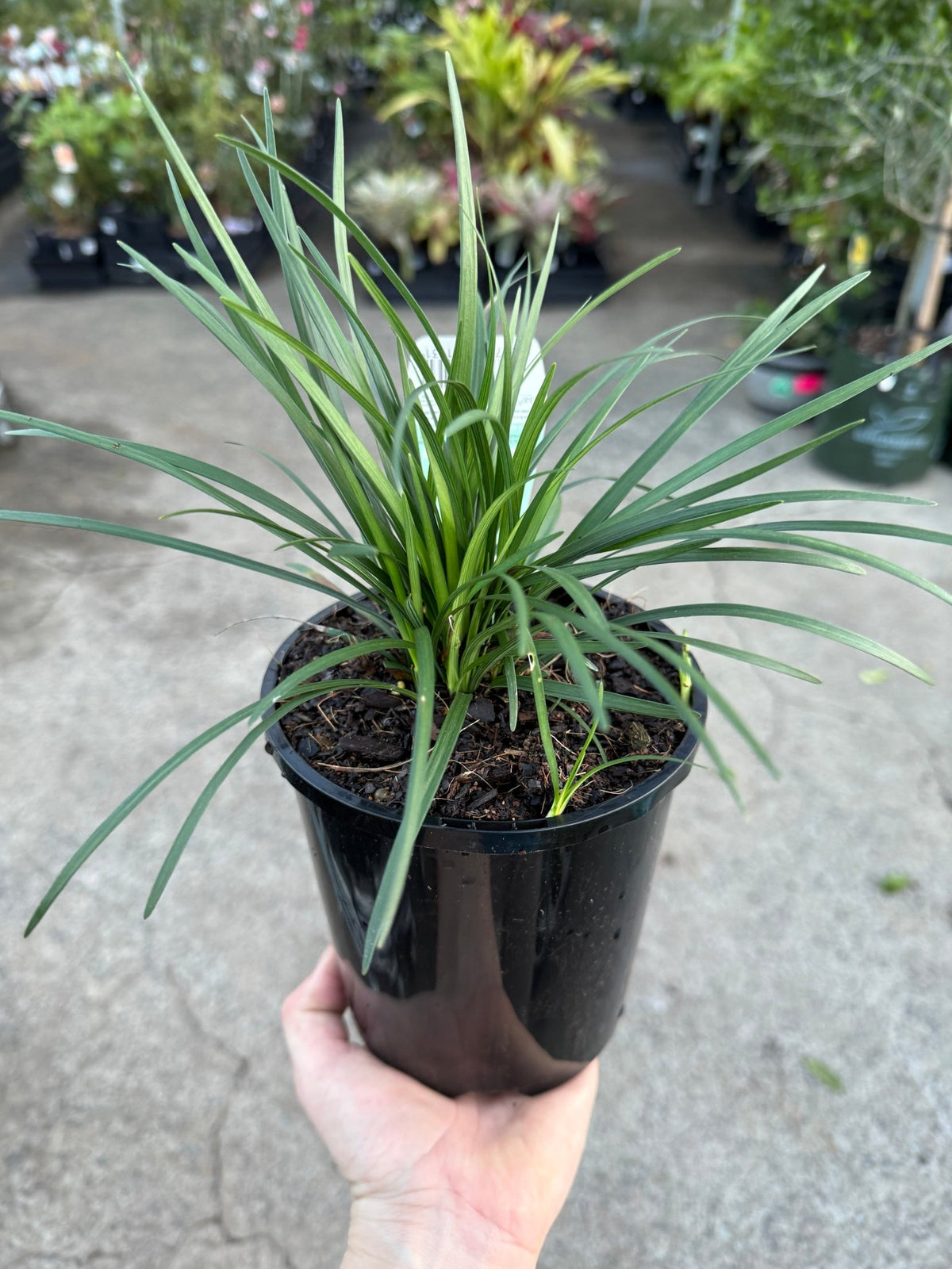 Liriope 'Isabella®' (Liriope muscari) - Ladybird Nursery