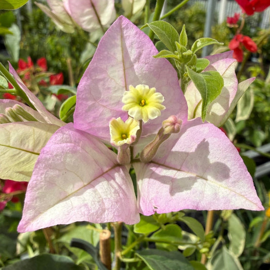 Bougainvillea 'Marlu' (Bougainvillea Bambino™) - Ladybird Nursery