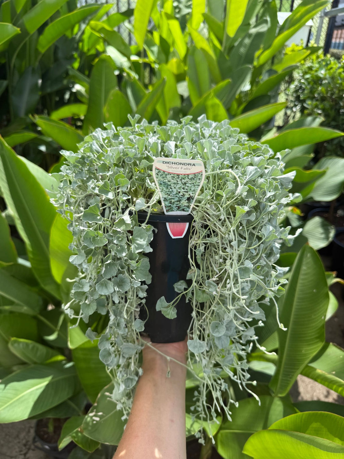 Dichondra ‘Silver Falls’ (Dichondra argentea) 200mm Pot - Ladybird Nursery